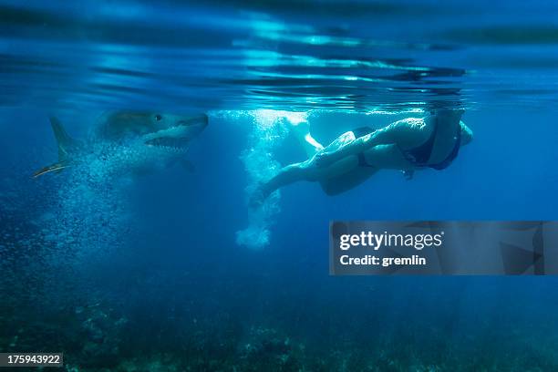 great white shark unterwasser offensiver der schwimmer - tierangriff stock-fotos und bilder