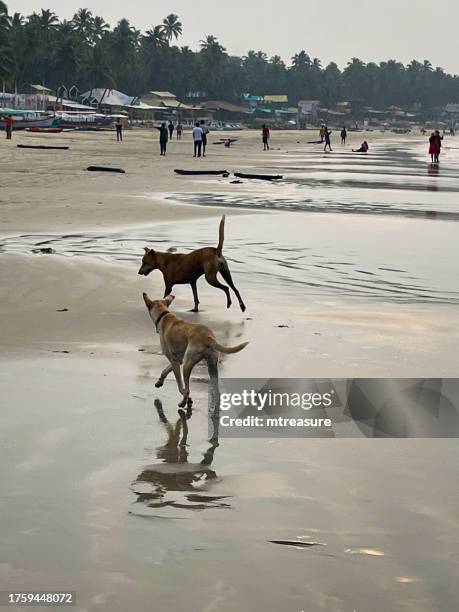 close-up image of two indian wild stray dogs running and splashing through water's edge of sea, mongrel dogs playing and messing about in sea waves, palolem beach seaside tide, goa, india - sandy messing stock pictures, royalty-free photos & images