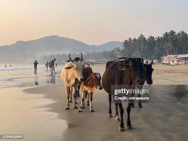 close-up image of group of wild sacred cows being herded down sandy beach past tourists, row of treehouses and wooden beach hut chalets under coconut palm trees, sun loungers, restaurants and bars, holiday resort at palolem, goa, india - holy cow canoe stock pictures, royalty-free photos & images