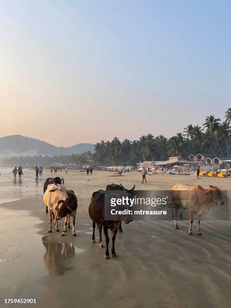 close-up image of group of wild sacred cows being herded down sandy beach past tourists, row of treehouses and wooden beach hut chalets under coconut palm trees, sun loungers, restaurants and bars, holiday resort at palolem, goa, india - holy cow canoe stock pictures, royalty-free photos & images