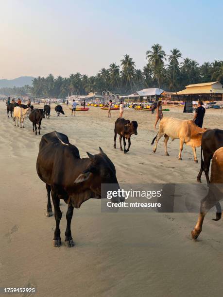 close-up image of group of wild sacred cows being herded down sandy beach past tourists, row of treehouses and wooden beach hut chalets under coconut palm trees, sun loungers, restaurants and bars, holiday resort at palolem, goa, india - holy cow canoe stock pictures, royalty-free photos & images