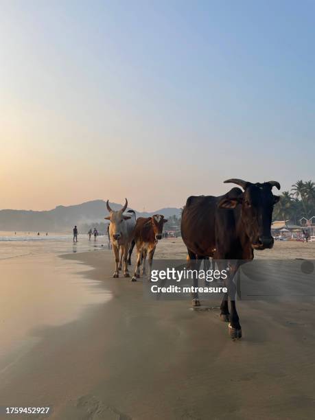 close-up image of group of wild sacred cows being herded down sandy beach past tourists, row of treehouses and wooden beach hut chalets under coconut palm trees, sun loungers, restaurants and bars, holiday resort at palolem, goa, india - holy cow canoe stock pictures, royalty-free photos & images