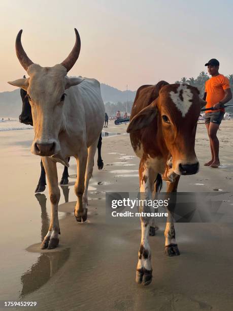 nahaufnahme von wilden heiligen kühen, die den sandstrand hinuntergetrieben werden, ferienresort in palolem, goa, indien - holy cow canoe stock-fotos und bilder
