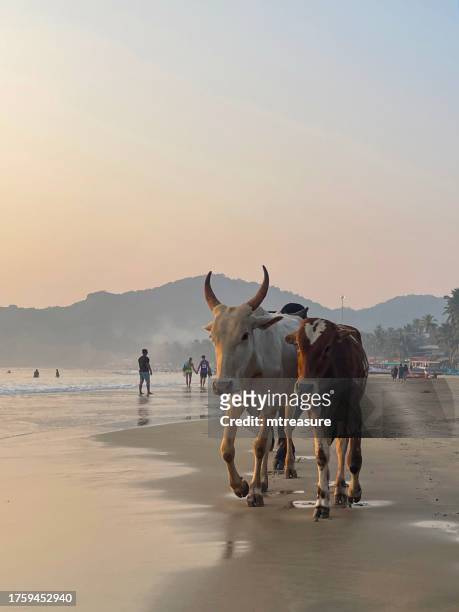 bild von wilden heiligen kühen, die den sandstrand hinuntergetrieben werden, ferienresort in palolem, goa, indien - holy cow canoe stock-fotos und bilder