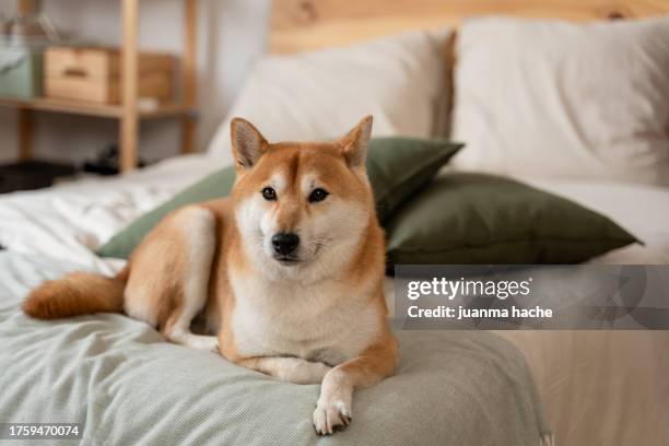 portrait of cute shiba inu dog on bed at home - cute shiba inu puppies stock pictures, royalty-free photos & images