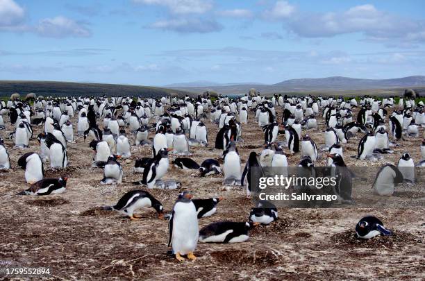 gentoo penguin rookery. - volunteer point stock pictures, royalty-free photos & images