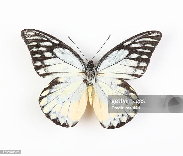 butterfly isolated on white - butterfly on white stockfoto's en -beelden