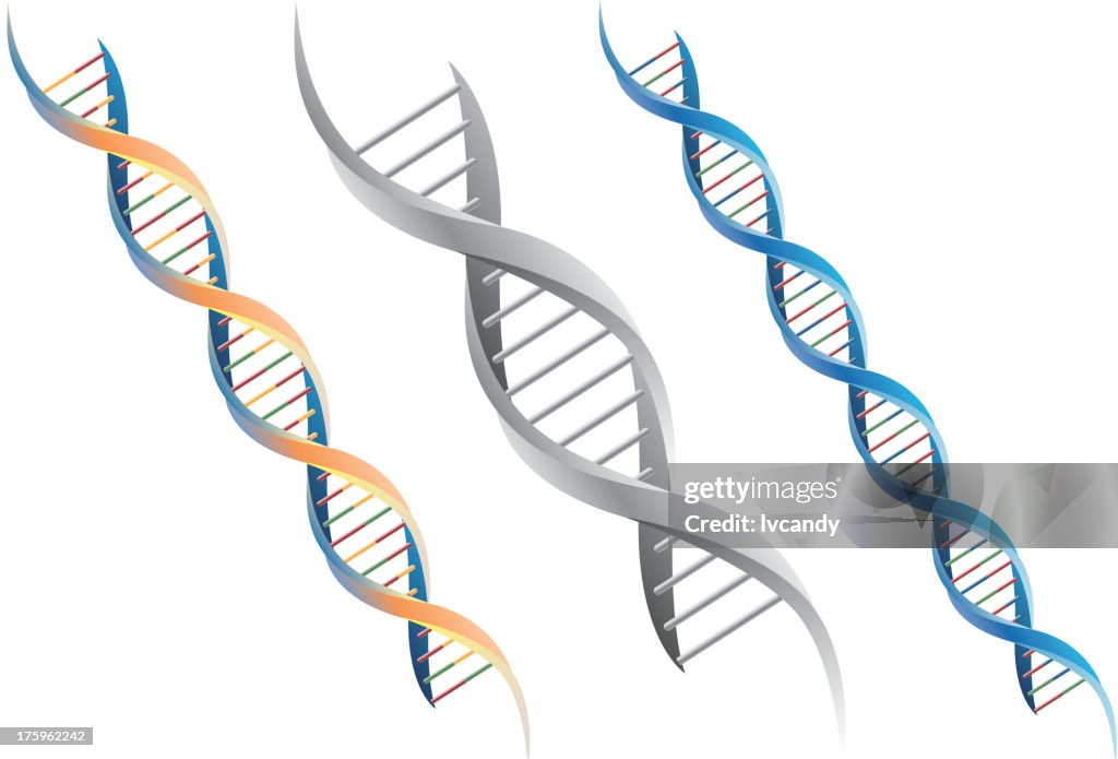 DNA molecule