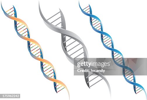 DNA molecule DNA molecule