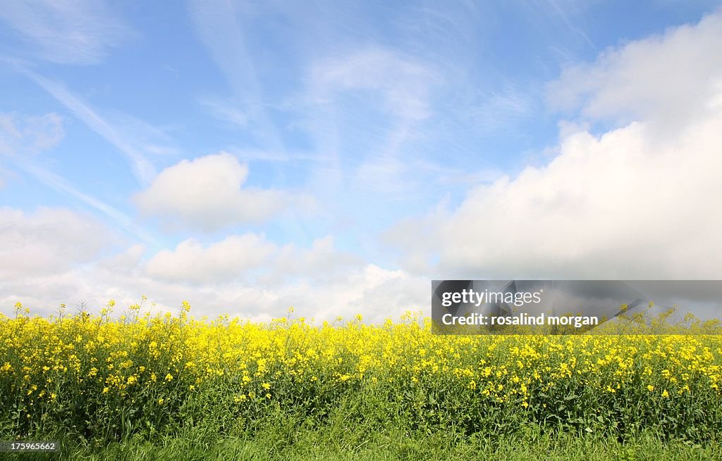 English field in summer yellow oilseed and clouds