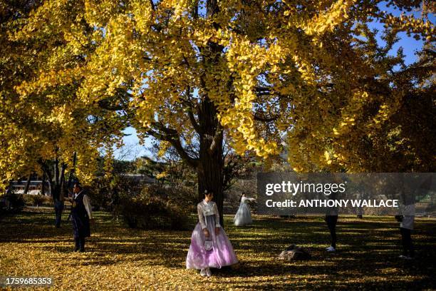 Woman wears a traditional Hanbok dress as she stands under a gingko tree with autumnal foliage in the Gyeongbokgung Palace grounds in Seoul on...