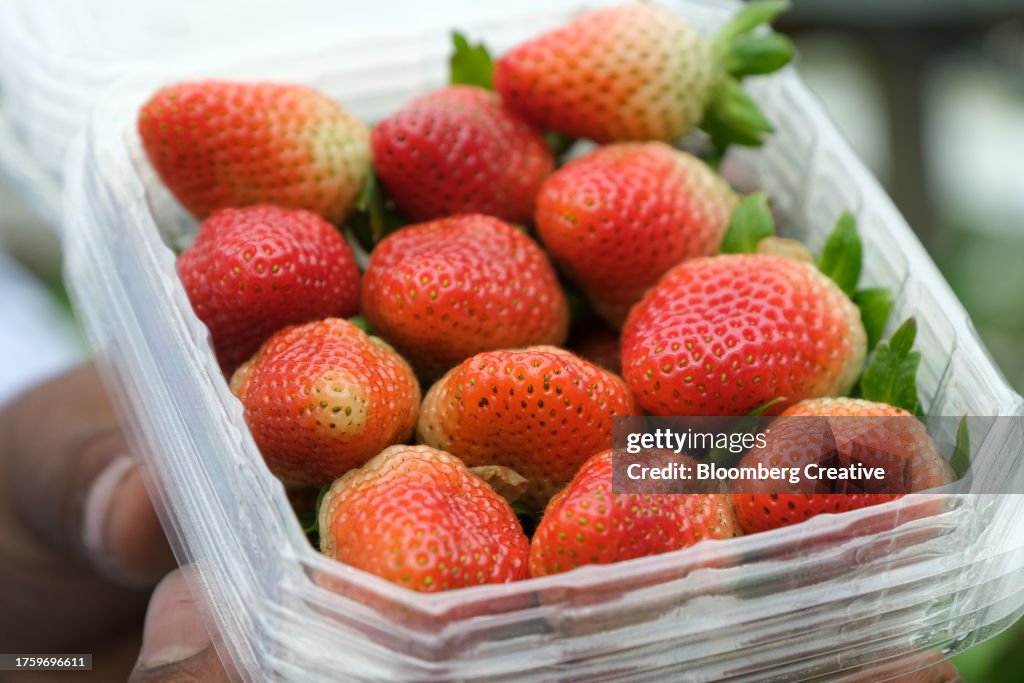 Strawberries In A Plastic Box