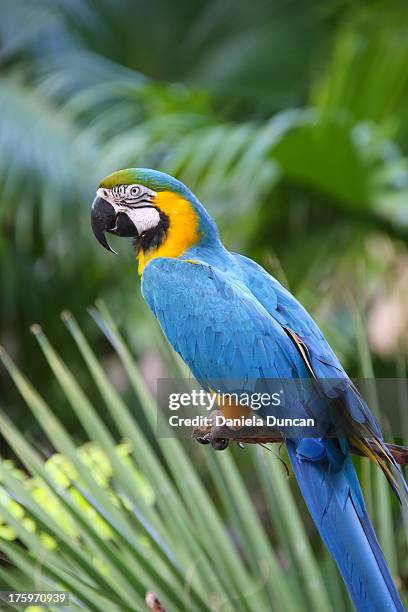 blue-and-yellow macaw - blue and yellow macaws stock-fotos und bilder