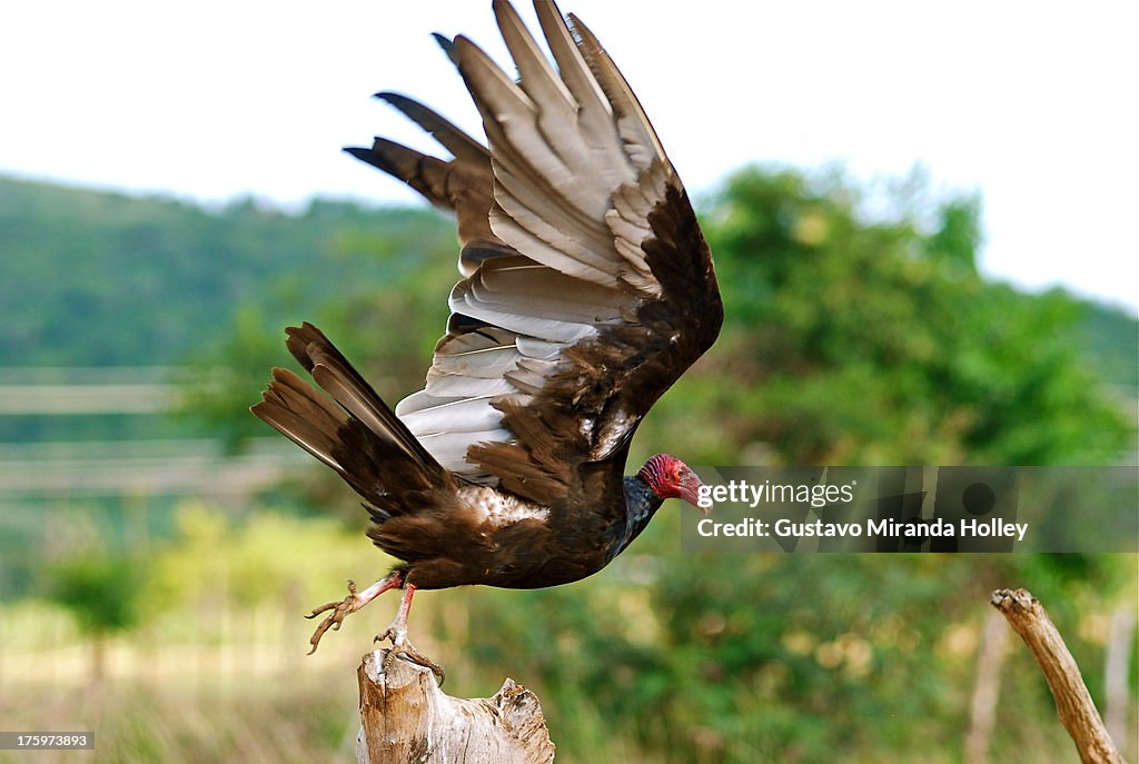 Carrion bird