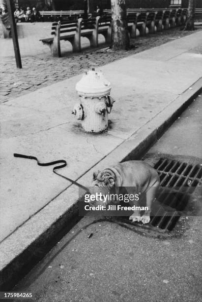 Dog crouches down to defecate into a drain, Greenwich Village, New York, 1986.