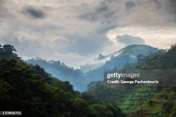 mountains in bwindi national park, uganda - áfrica-del-este fotografías e imágenes de stock