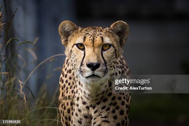 you lookin' at me - dark panthera stockfoto's en -beelden