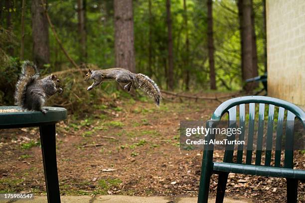 flying squirrel - flying squirrel stock pictures, royalty-free photos & images