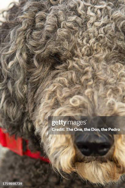 a curly coated dog, lagotto romagnolo - snout stock pictures, royalty-free photos & images