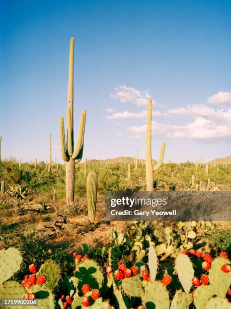 saguaro national park landscape - saguaro cactus flower stock pictures, royalty-free photos & images
