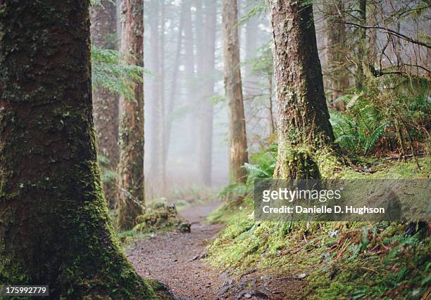 trail in a foggy green forest - danielle greentree stock pictures, royalty-free photos & images