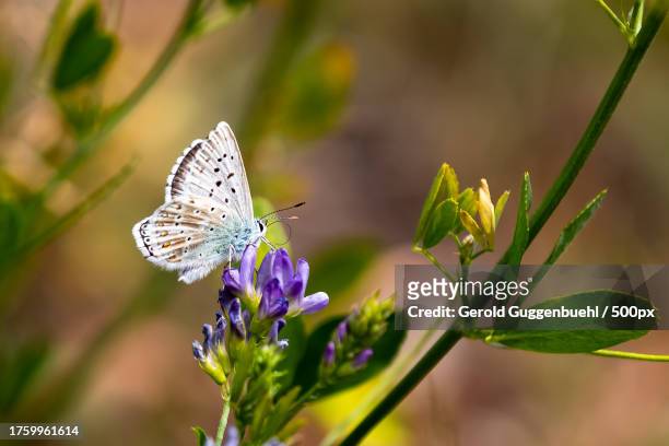 close-up of butterfly pollinating on purple flower - gerold guggenbuehl fotografías e imágenes de stock