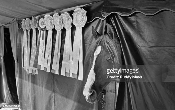 Champion Arab horse in its stall at a National Arab Show in Albuquerque, New Mexico, 1971. .