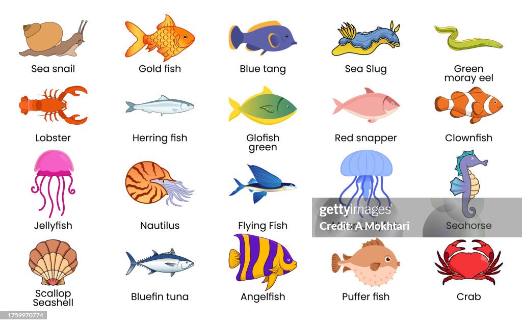 Marine world species with name.