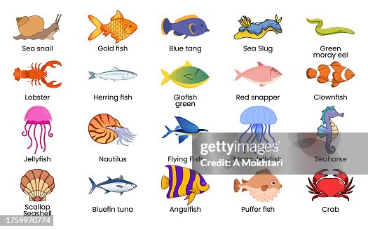 Marine world species with name. Marine world species with name.