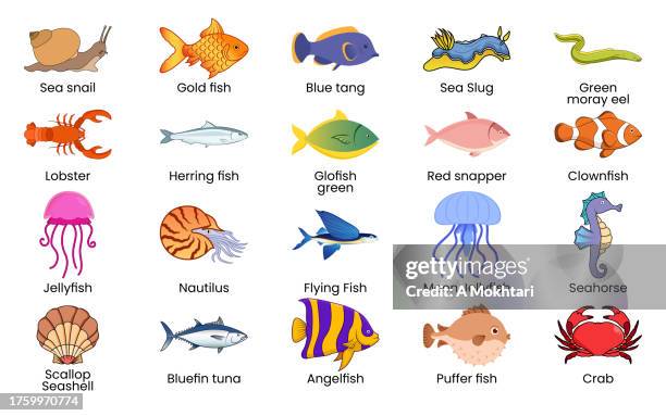 marine world species with name. - cartoon snail stock illustrations