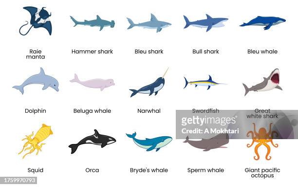ilustraciones, imágenes clip art, dibujos animados e iconos de stock de especie del mundo marino con nombre. - narval