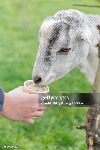 cropped hand feeding sheep,richmond,british columbia,canada - richmond british columbia stock pictures, royalty-free photos & images