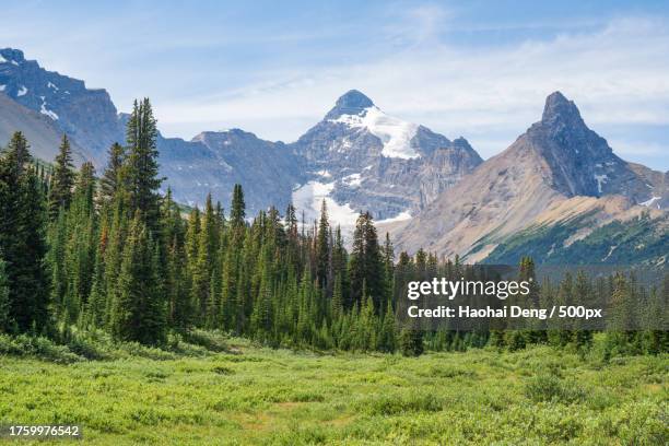 scenic view of pine trees and mountains against sky,jasper,alberta,canada - jasper canada stock pictures, royalty-free photos & images