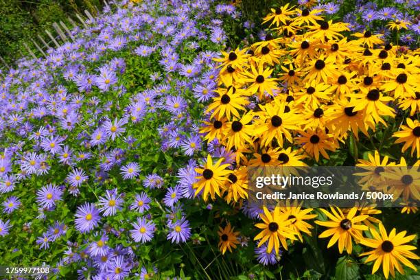 high angle view of yellow flowering plants on field - black eyed susan stock pictures, royalty-free photos & images