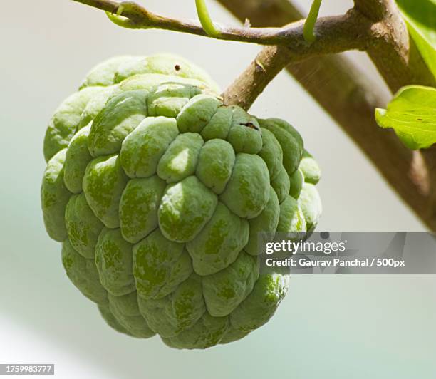close-up of artichoke on white background - sugar apple stock pictures, royalty-free photos & images