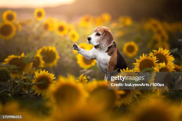 Beagle Rear Beagle Puppies Playing Photos and Premium High Res Pictures - Getty Images