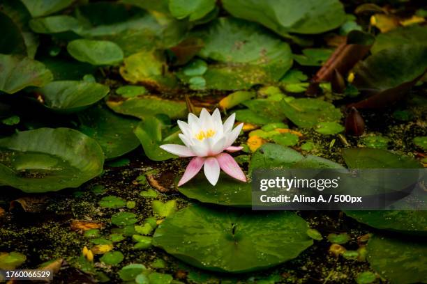 close-up of lotus water lily in lake - lotus water lily stock pictures, royalty-free photos & images