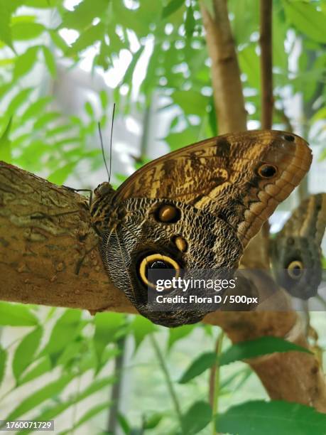 close-up of butterfly on plant - owl butterfly stock pictures, royalty-free photos & images