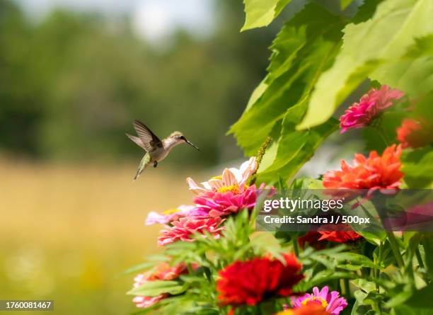 close-up of hummingbird flying by flowers - pollinator stock pictures, royalty-free photos & images