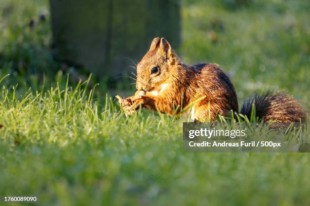 close-up of squirrel eating grass on field - präriehund stock pictures, royalty-free photos & images