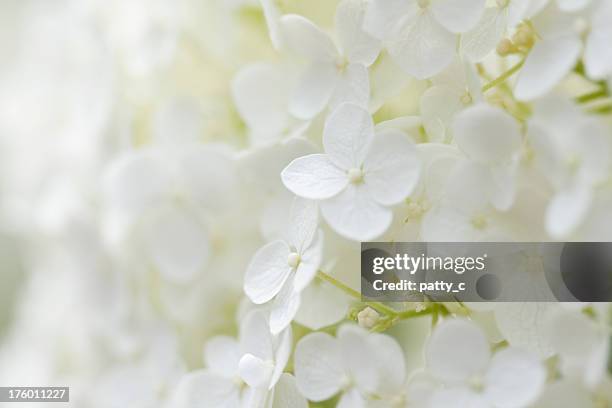 hydrangea background - white flowers stock pictures, royalty-free photos & images