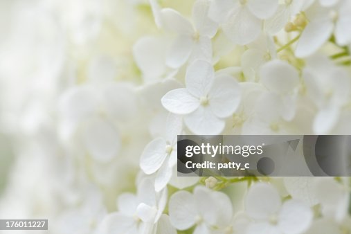 Hydrangea Background Hydrangea Background