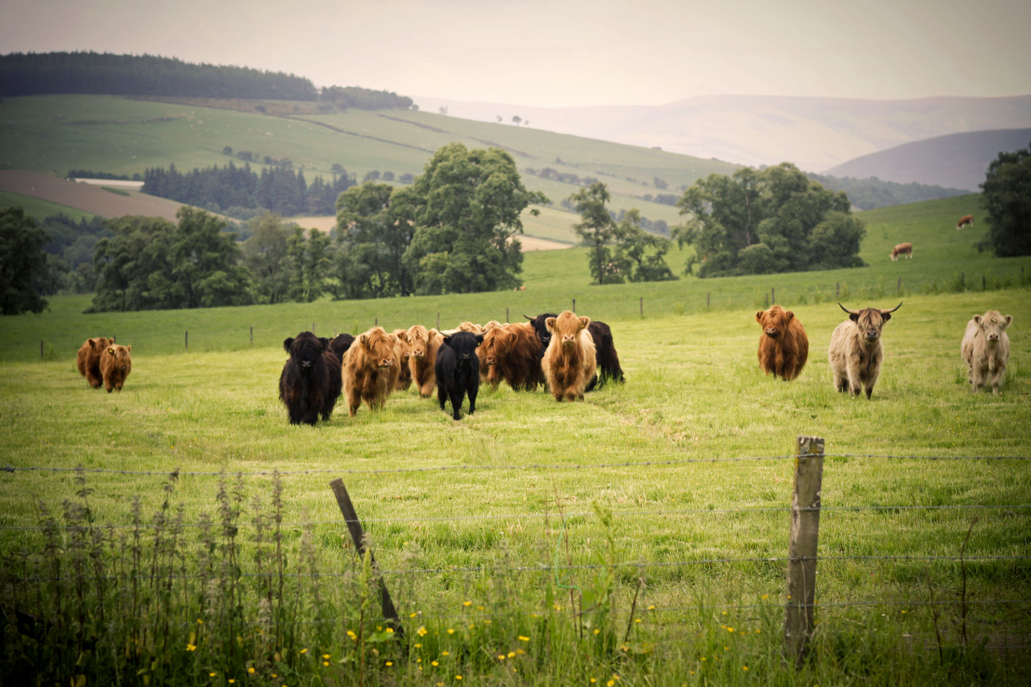 highland cattle selection