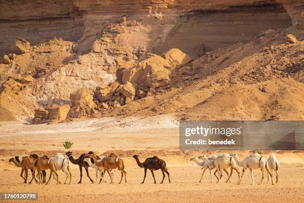 1,194 Riyadh Market Stock Photos, High-Res Pictures, and Images - Getty ...