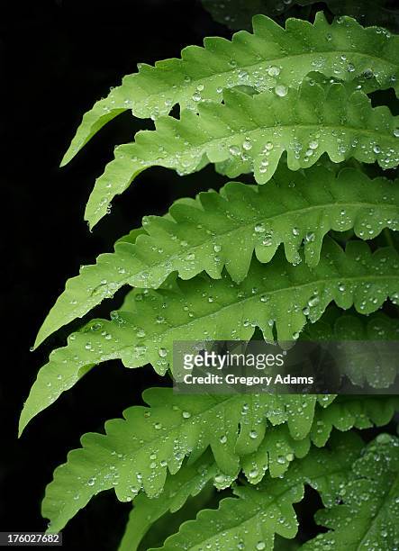 a fern covered in raindrops on a black background - hatboro fotografías e imágenes de stock