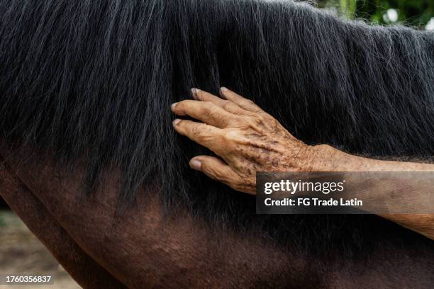 close-up of a senior man petting a horse outdoors - hairy old man stock pictures, royalty-free photos & images