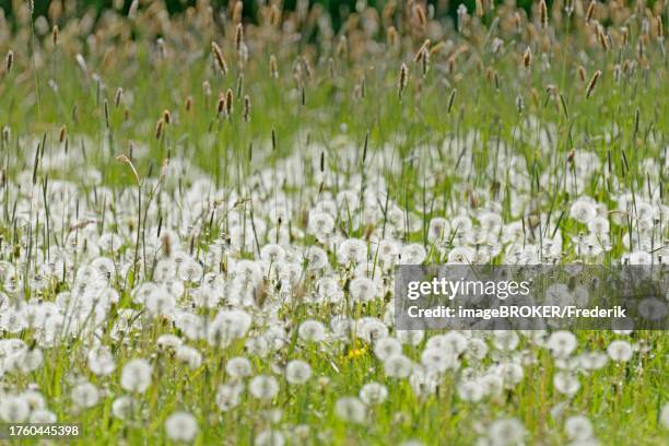 meadow with sweet grass meadow foxtail (alopecurus pratensis), common dandelion (taraxacum sect. ruderalia) with fruiting plants, north rhine-westphalia, germany - alopecurus stock pictures, royalty-free photos & images