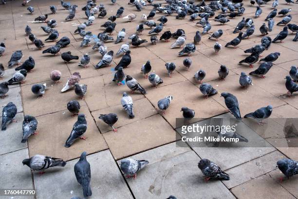 Feral pigeons regular gathering point on the pavement just off Oxford Street on 16th October 2023 in London, United Kingdom. Feral pigeons, also...