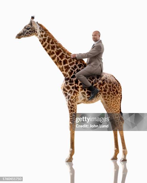 Giraffe Knight Riding 6,742 Best African Rider Stock Photos, High-Res Pictures, and Images ...