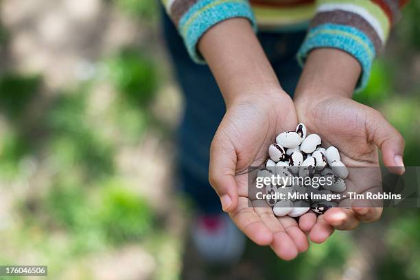 a new york city park in the spring. a young boy holding out a handful of beans. - black eyed peas food stock pictures, royalty-free photos & images